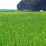 となりの芝生が青く見えるのは、迷っている証拠と思うべし。
