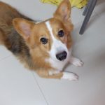 私の大切な相棒　コーギー犬　キャンディーをご紹介しますよ。