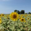 タイで有名な黄色一色のひまわり畑に行ってきましたよ。