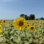 タイで有名な黄色一色のひまわり畑に行ってきましたよ。